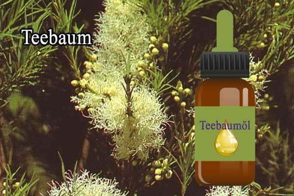 Teebaum Öl als Nagelpilz Hausmittel